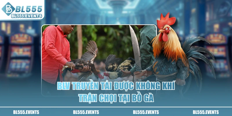 BLV truyền tải được không khí trận chọi tại bồ gà