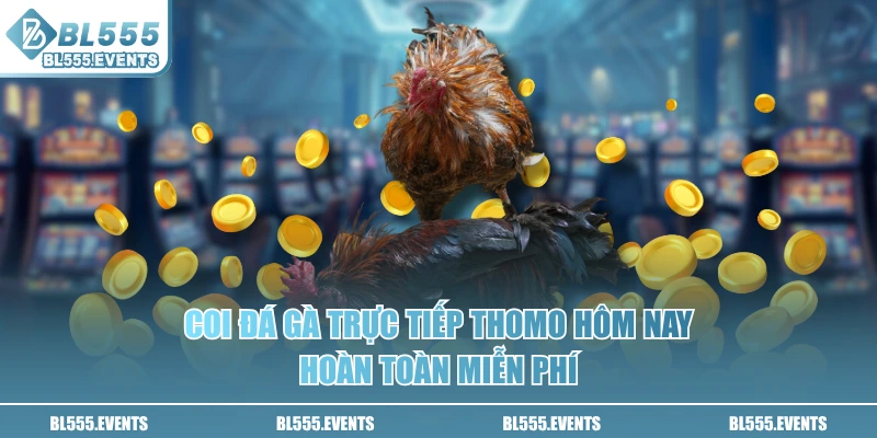 Coi đá gà trực tiếp Thomo hôm nay hoàn toàn miễn phí