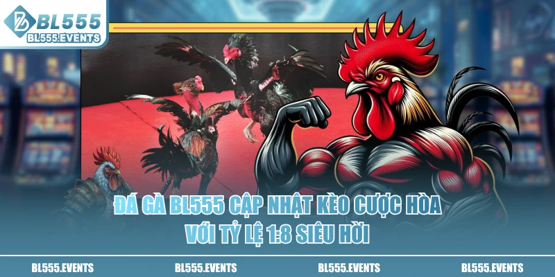 Đá gà BL555 cập nhật kèo cược hòa với tỷ lệ 1:8 siêu hời