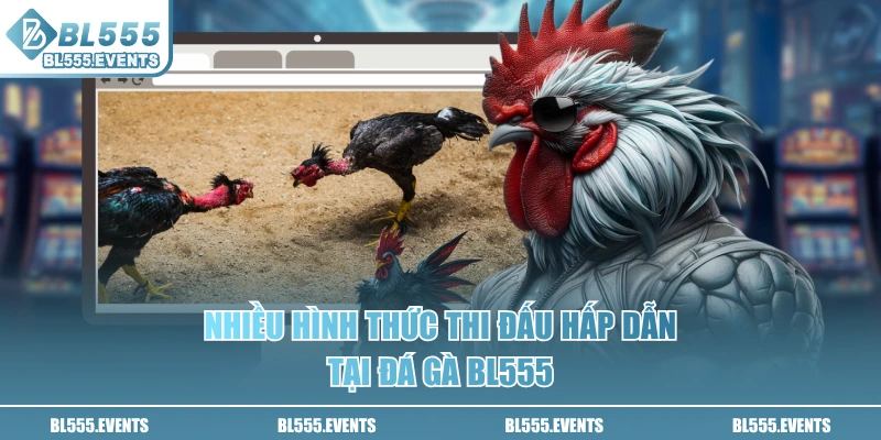 Nhiều hình thức thi đấu hấp dẫn tại đá gà BL555